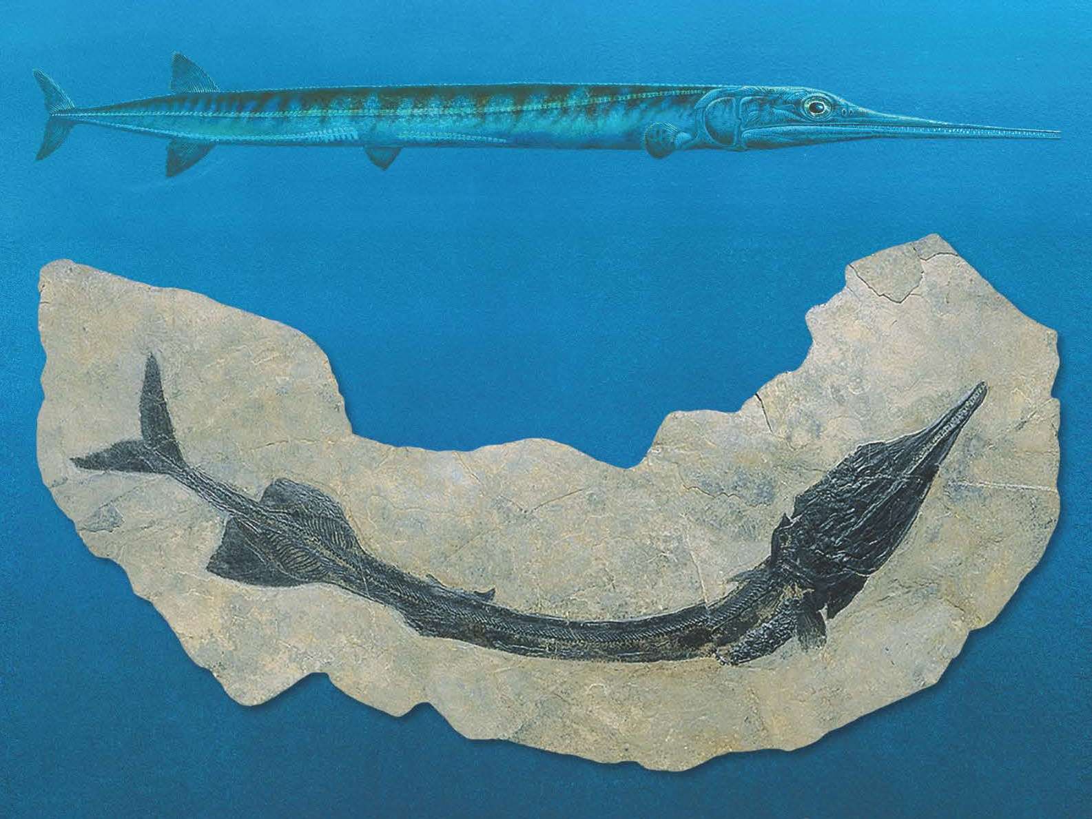 Enlarged view: Fossilised Saurichthys