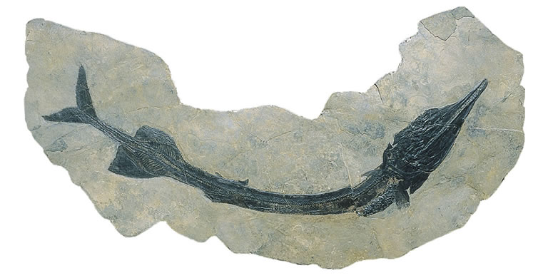 Enlarged view: Fossilized Saurichthys